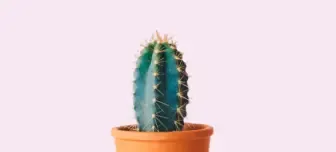 Cactus plant on a minimalist desk